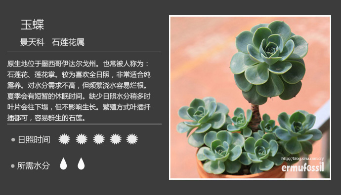 100种常见多肉植物图鉴