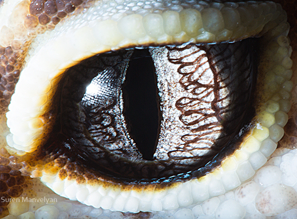 Stunning Macro Photographs of Animal Eyes macroeye2