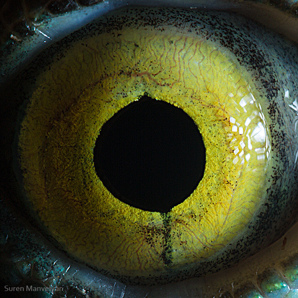 Stunning Macro Photographs of Animal Eyes macroeye3