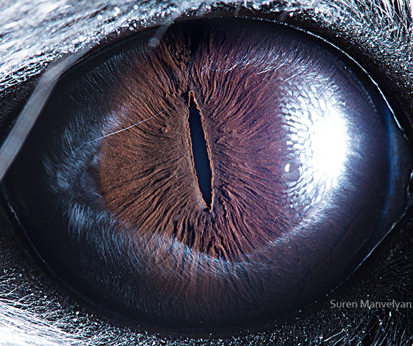 Stunning Macro Photographs of Animal Eyes macroeye4