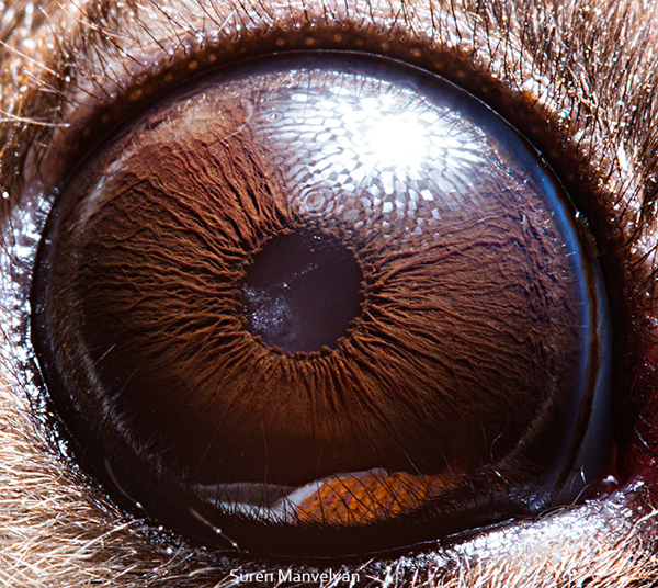 Stunning Macro Photographs of Animal Eyes macroeye10