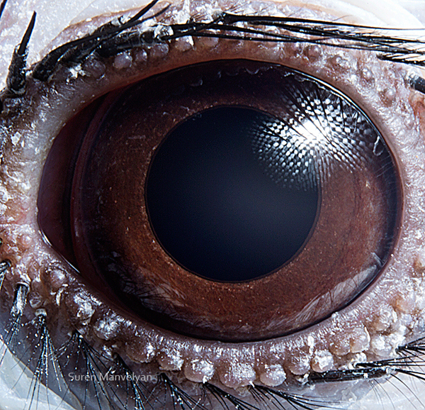 Stunning Macro Photographs of Animal Eyes macroeye11