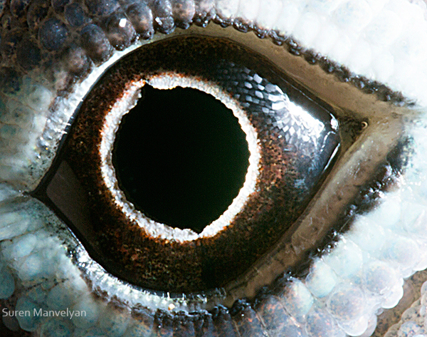 Stunning Macro Photographs of Animal Eyes macroeye12