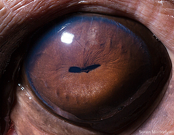 Stunning Macro Photographs of Animal Eyes macroeye15