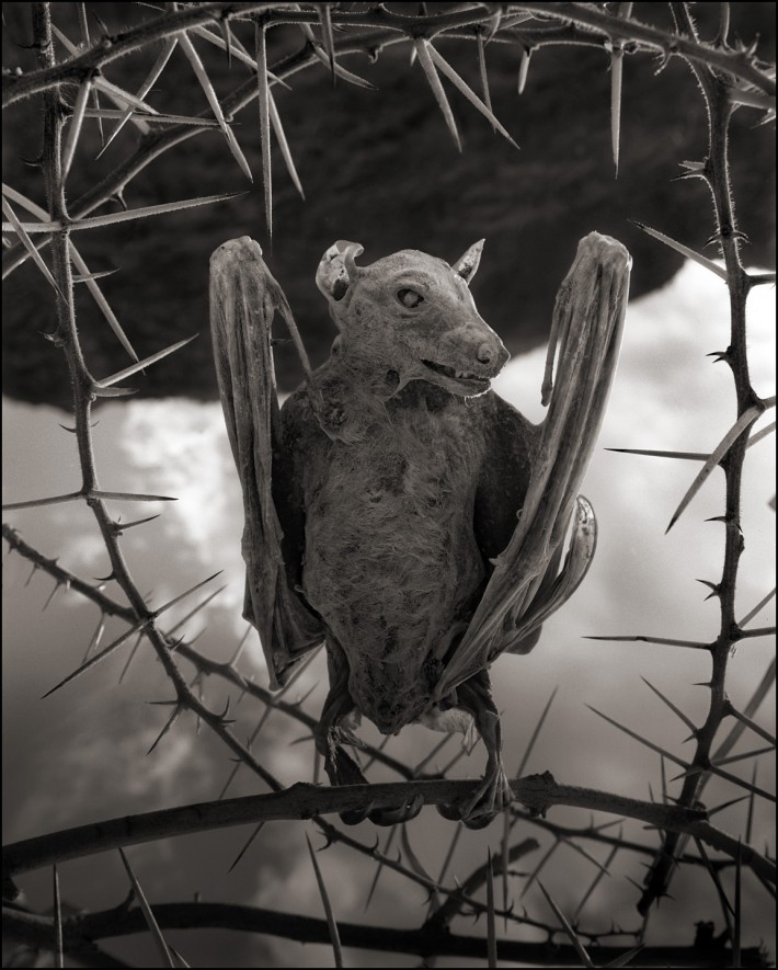 Fstoppers Nick Brandt Calcified Bat II 710x885 Nick Brandt Captures the Beauty in These Deceased, Calcified Animals