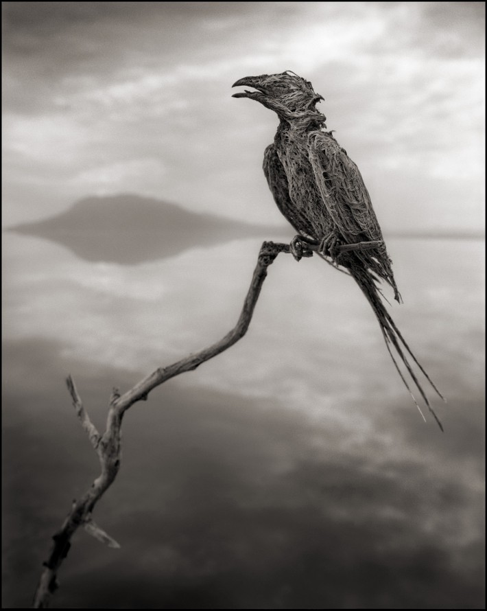 Fstoppers Nick Brandt Calcified Songbird 710x890 Nick Brandt Captures the Beauty in These Deceased, Calcified Animals