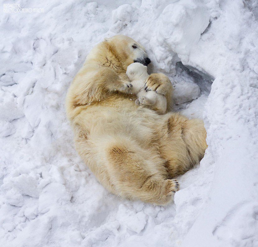 The Cutest Animal Parenting Moments 2