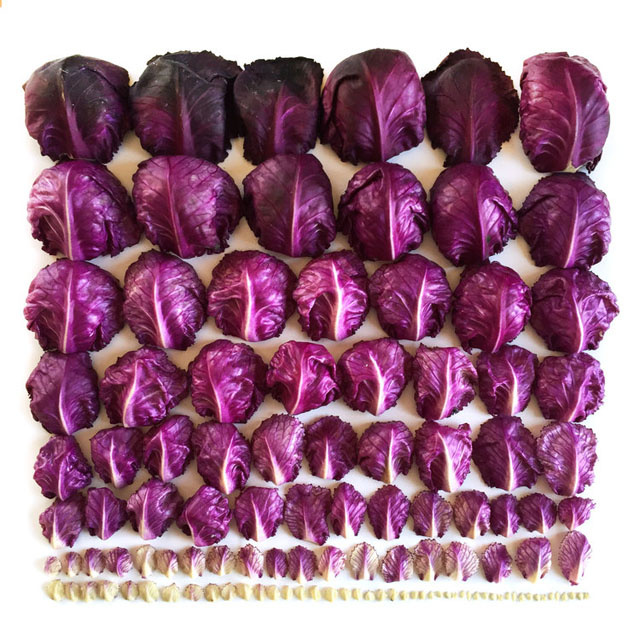 Red+Cabbage+Gradient+--+wrightkitchen.com